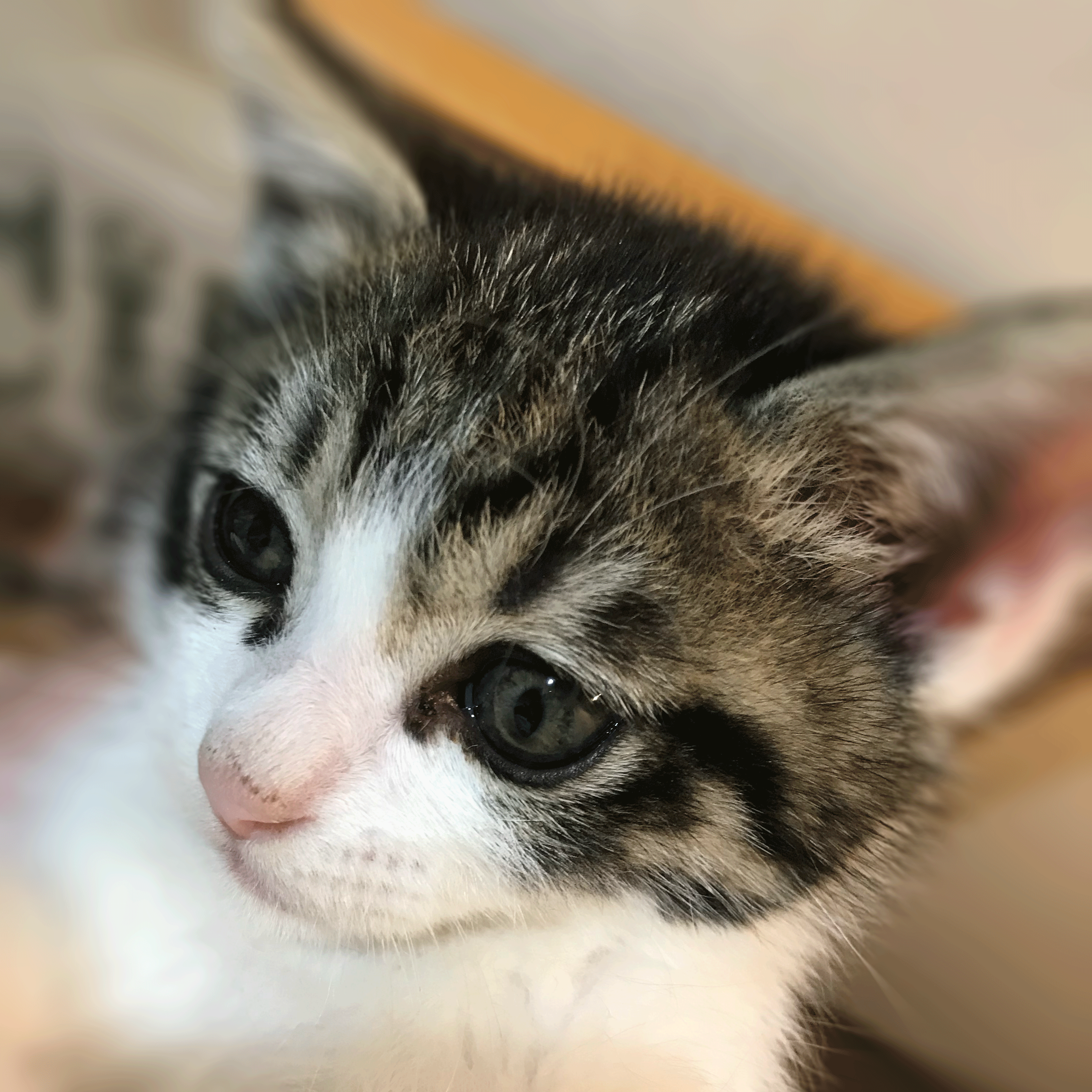 こねこ